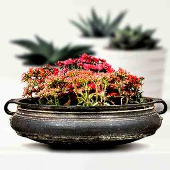 Urli, Pots & Planters